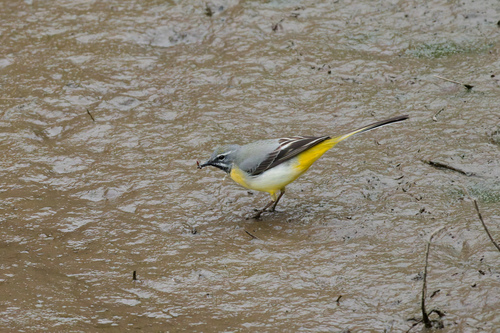 Lavandera cascadeña (Motacilla cinerea)