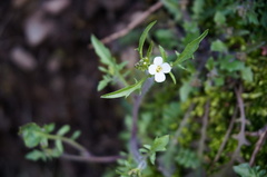 Arabidopsis arenosa arenosa