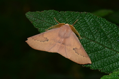 Monoctenia falernaria