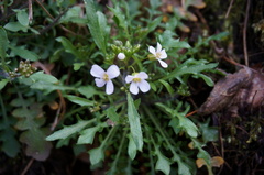 Arabidopsis arenosa arenosa