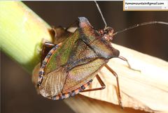 Pentatoma metallifera