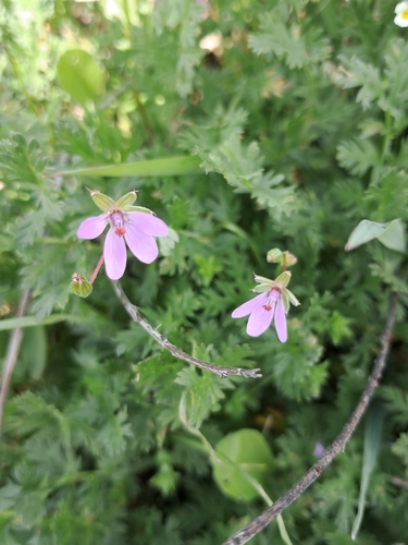 Redstem Stork's-bill
