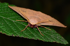 Monoctenia falernaria