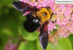Xylocopa appendiculata