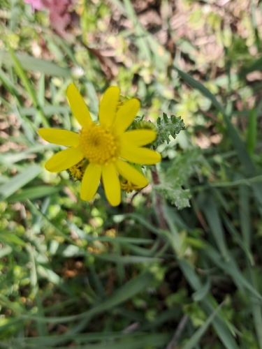 Eastern Groundsel