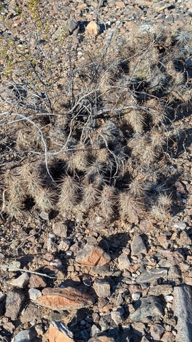 Grusonia kunzei, photograph 6