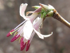 Lonicera praeflorens