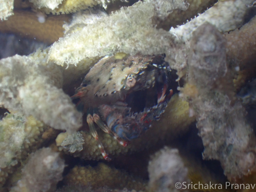 Azure swimming crab
