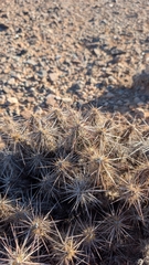 Grusonia kunzei, photograph (c) Andrew Dudley, some rights reserved (CC BY)