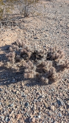 Grusonia kunzei, photograph (c) Andrew Dudley, some rights reserved (CC BY)