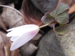 Anemonoides raddeana