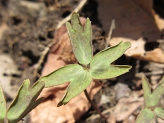 Anemonoides raddeana