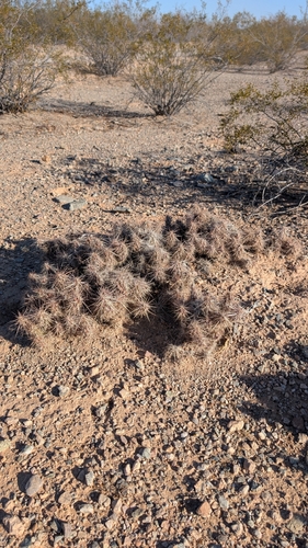 Kunze Club-cholla (Grusonia kunzei)