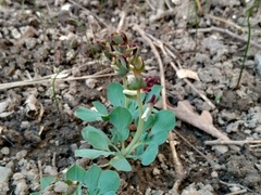 Corydalis ledebouriana