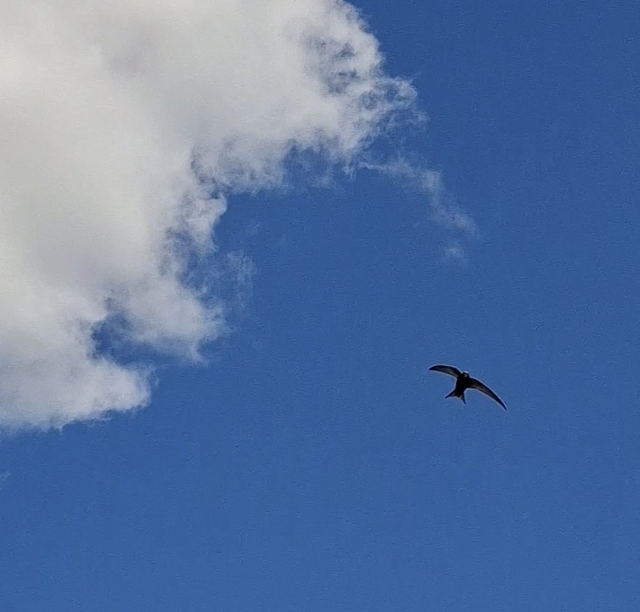 Apus apus (Linnaeus, 1758)