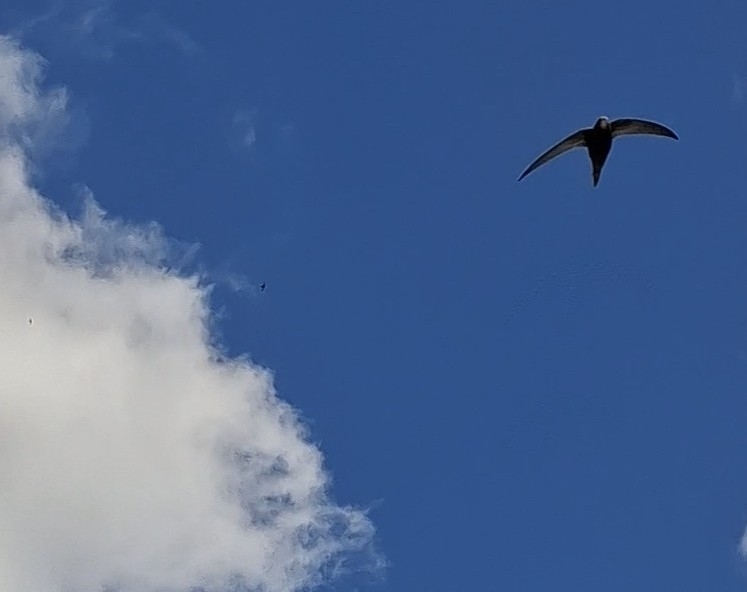 Apus apus (Linnaeus, 1758)