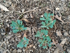 Corydalis ledebouriana