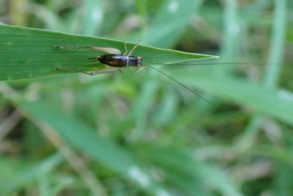 Trigonidium vittaticolle