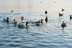 Anas platyrhynchos