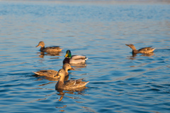 Anas platyrhynchos