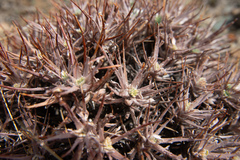 Oxytropis tragacanthoides