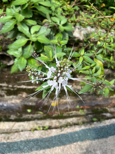 Cat's Whiskers (Orthosiphon aristatus)