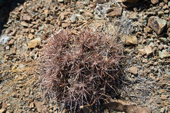 Oxytropis tragacanthoides