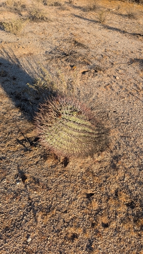 Emory's Barrel Cactus (Ferocactus emoryi)