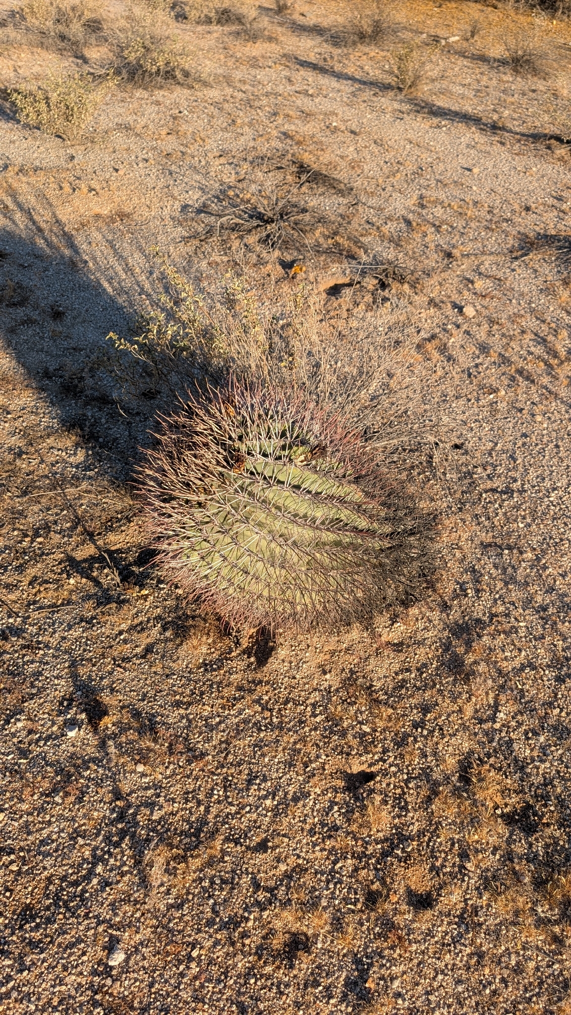 Emory's Barrel Cactus (Ferocactus emoryi)