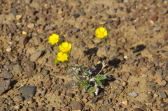 Potentilla × prostrata