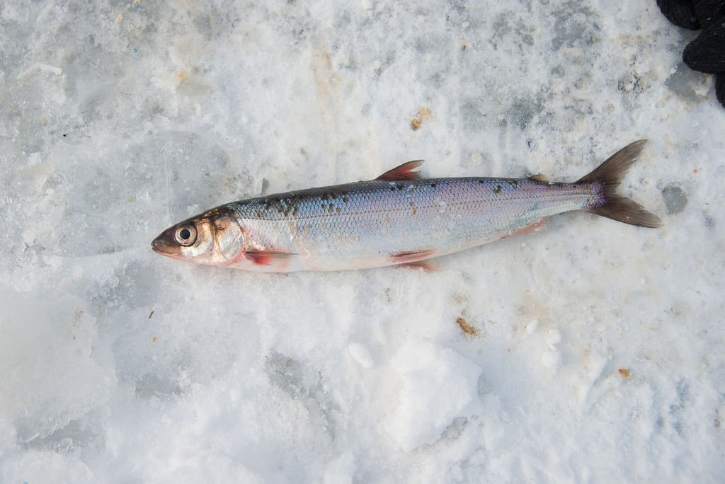 Whitefishes (Coregoninae) - Marine Life Identification