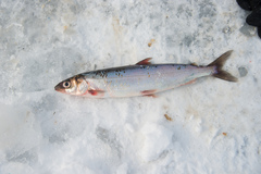 Coregonus migratorius