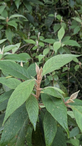 Kochi's Beauty Berry (Callicarpa kochiana)