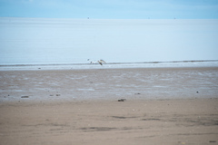 Larus argentatus argentatus