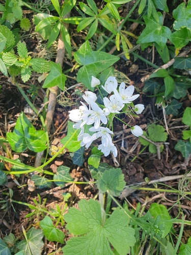 Naples garlic (Allium neapolitanum)