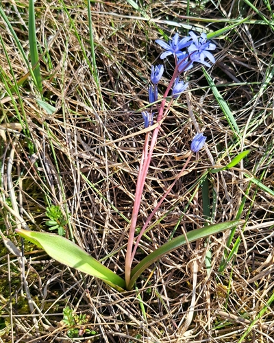 Alpine Squill (Scilla bifolia)