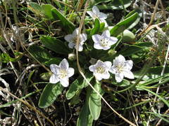 Hesperochiron pumilus