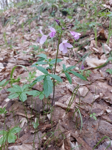 whorled coralroot (Cardamine quinquefolia)