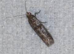 Hypargyria metalliferella