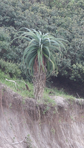 Dune aloe (Aloe thraskii)