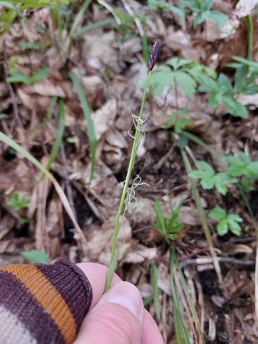 Hairy Sedge (Carex pilosa)