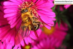 Megacampsomeris prismatica