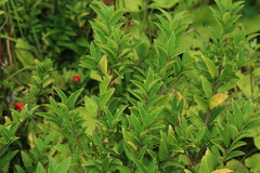 Ilex rugosa