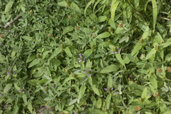 Prunella vulgaris lanceolata