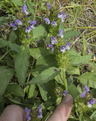 Prunella vulgaris lanceolata