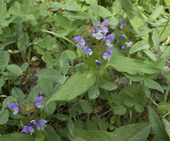 Prunella vulgaris lanceolata