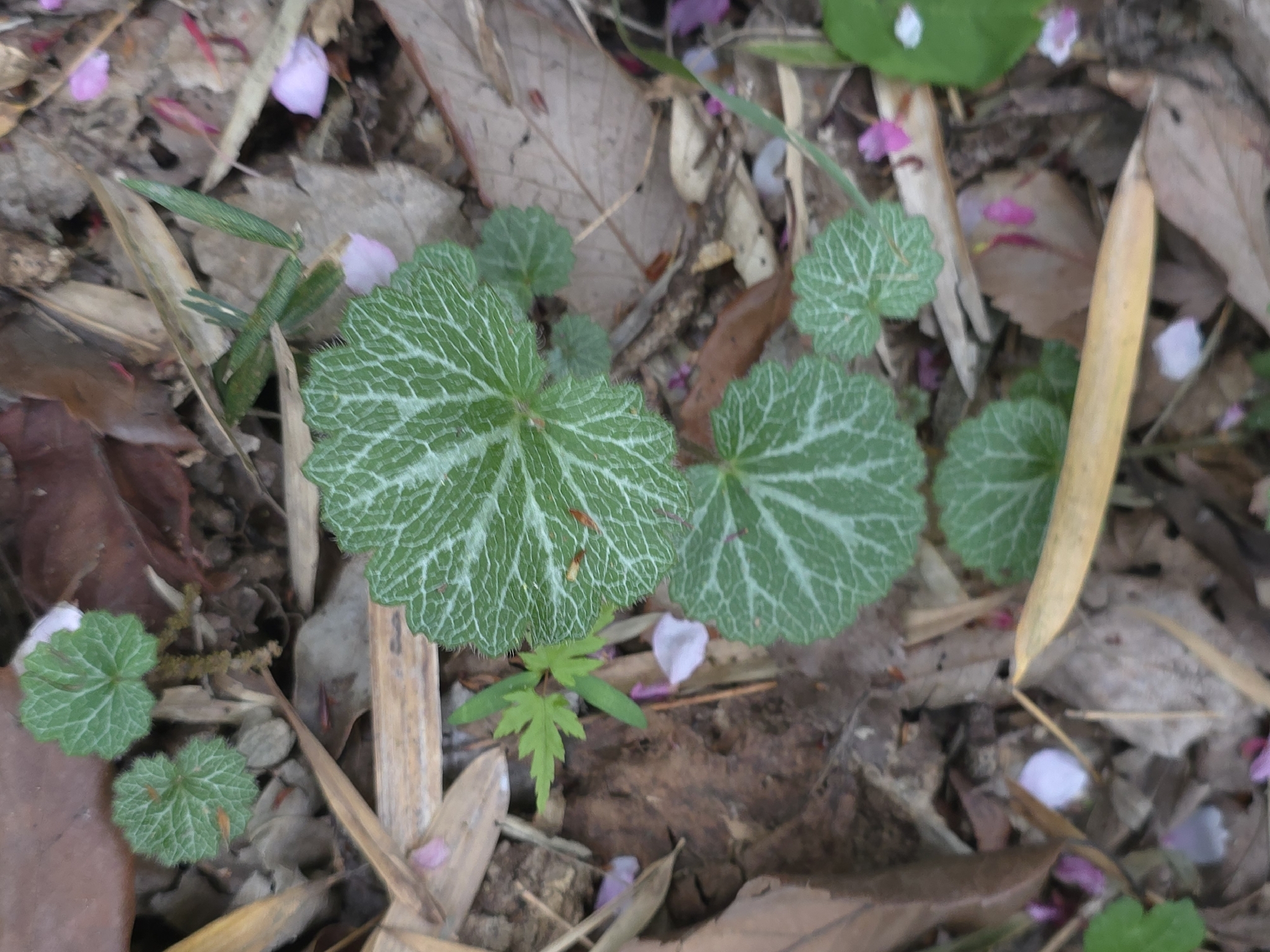 Creeping Saxifrage (Saxifraga stolonifera)
