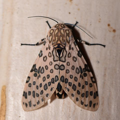 Hypercompe nigriplaga