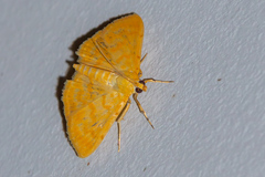Notarcha chrysoplasta