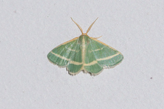 Mixocera latilineata